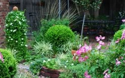 Baby Gem Boxwood - 1 Gallon Pot 17 Baby Gem Boxwood - 1 Gallon Pot -SHRUBS and BUSHES Store Picture Boxwood Baby Gem Specimen