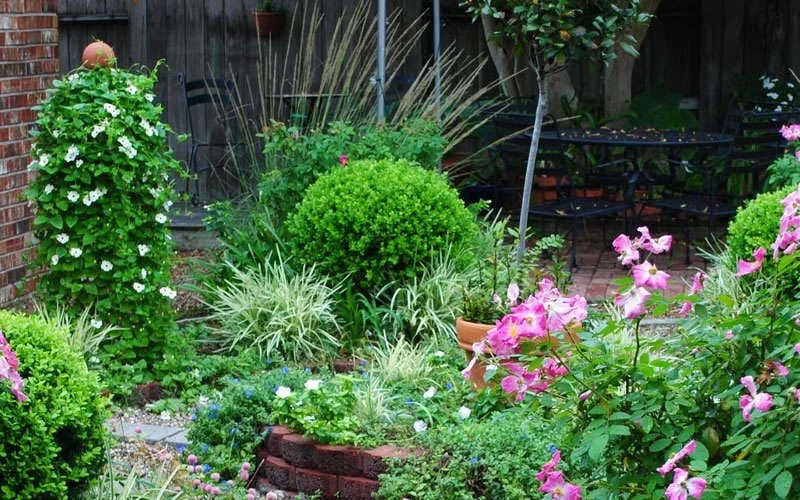 Baby Gem Boxwood - 7 Gallon Pot 10 Baby Gem Boxwood - 7 Gallon Pot - Image 8