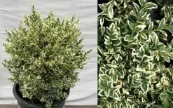 Dwarf Variegated Boxwood - 1 Gallon Pot 12 Dwarf Variegated Boxwood - 1 Gallon Pot -SHRUBS and BUSHES Store Picture Boxwood Dwarf Variegated 2