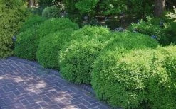 Franklins Gem Dwarf Boxwood - 1 Gallon Pot -SHRUBS and BUSHES Store Picture Boxwood Franklins Gem 2