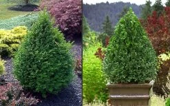 Green Mountain Boxwood - 2.5 Quart Pot -SHRUBS and BUSHES Store Picture Boxwood Green Mountain 2 2