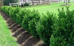 Green Mountain Boxwood - 5 Gallon Pot 13 Green Mountain Boxwood - 5 Gallon Pot -SHRUBS and BUSHES Store Picture Boxwood Green Mountain Hedge 5