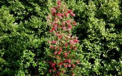 October Magic Rose Camellia - 1 Gallon Pot -SHRUBS and BUSHES Store Picture Camellia October Magic Rose Column