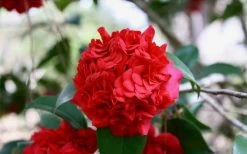 Professor Sargent Camellia Japonica - 7 Gallon Pot (3-4') 13 Professor Sargent Camellia Japonica - 7 Gallon Pot (3-4') -SHRUBS and BUSHES Store Picture Camellia Professor Sargent Closeup 1