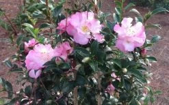 October Magic Orchid Camellia - 2 Gallon Pot 11 October Magic Orchid Camellia - 2 Gallon Pot -SHRUBS and BUSHES Store Picture CamelliaOrchidOctoberMajic 2