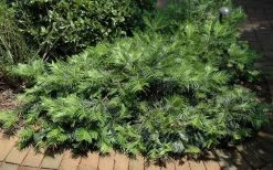 Creeping Japanese Plum Yew (Cephalotaxus Harringtonia 'Prostrata') - 1 Gallon Pot -SHRUBS and BUSHES Store Picture Creeping Yew