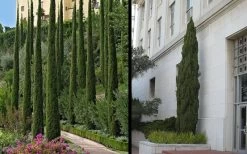 Italian Cypress - 1 Gallon Pot -SHRUBS and BUSHES Store Picture Cypress Italian 2 1