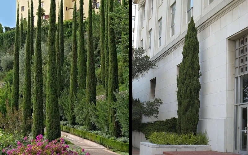 Italian Cypress - 7 Gallon Pot (3-4') 8 Italian Cypress - 7 Gallon Pot (3-4') - Image 6