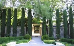 Italian Cypress - 2.5 Quart Pot -SHRUBS and BUSHES Store Picture Cypress Italian 5