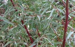 Angus Cold Hardy Eucalyptus Tree (Eucalyptus Nicholii) - 6 Pack Of 1 Gallon Pots 14 Angus Cold Hardy Eucalyptus Tree (Eucalyptus Nicholii) - 6 Pack Of 1 Gallon Pots -SHRUBS and BUSHES Store Picture Eucalyptus Tree Anugus Willow Leaf Peppermint 6