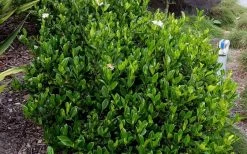 August Beauty Gardenia - 3 Gallon Pot 13 August Beauty Gardenia - 3 Gallon Pot -SHRUBS and BUSHES Store Picture Gardenia August Beauty 2