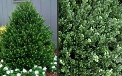 Pyramidal Compacta Japanese Holly - 3 Gallon Pot 10 Pyramidal Compacta Japanese Holly - 3 Gallon Pot -SHRUBS and BUSHES Store Picture Holly Compacta Pyramidal 1