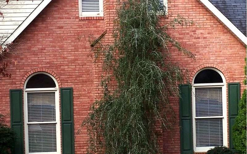Weeping Yaupon Holly (Ilex Vomitoria 'Pendula') - 7 Gallon Pot (7-8') 9 Weeping Yaupon Holly (Ilex Vomitoria 'Pendula') - 7 Gallon Pot (7-8') - Image 7