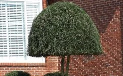 Weeping Yaupon Holly (Ilex Vomitoria 'Pendula') - 7 Gallon Pot (7-8') 13 Weeping Yaupon Holly (Ilex Vomitoria 'Pendula') - 7 Gallon Pot (7-8') -SHRUBS and BUSHES Store Picture Holly Weeping Yaupon
