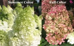 Limelight PeeGee Hydrangea - 6 Pack Of 1 Gallon Pots 17 Limelight PeeGee Hydrangea - 6 Pack Of 1 Gallon Pots -SHRUBS and BUSHES Store Picture Hydrangea Limelight 3 1