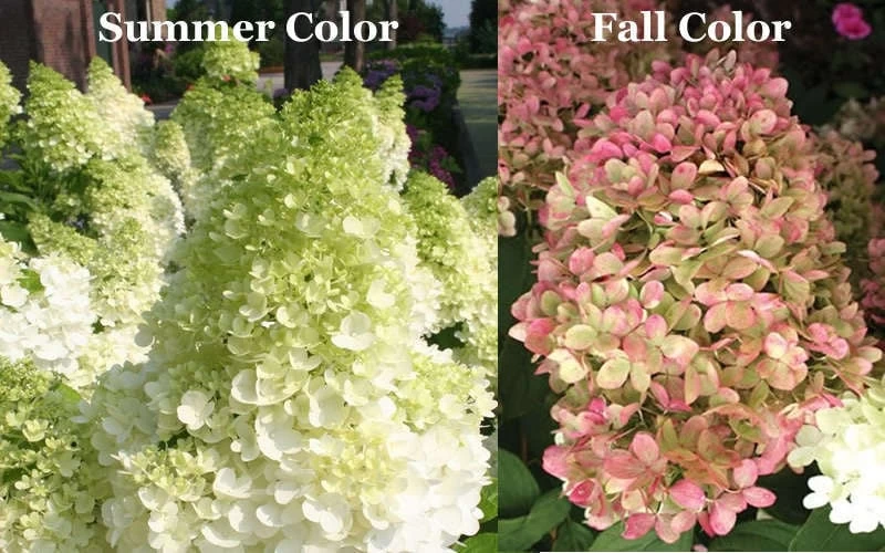 Limelight PeeGee Hydrangea - 6 Pack Of 1 Gallon Pots 10 Limelight PeeGee Hydrangea - 6 Pack Of 1 Gallon Pots - Image 8