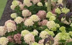 Little Lime Hydrangea - 3 Pack Of Quart Pots 14 Little Lime Hydrangea - 3 Pack Of Quart Pots -SHRUBS and BUSHES Store Picture Hydrangea Little Lime 2 1