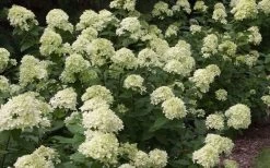 Little Lime Hydrangea - 3 Pack Of Quart Pots 13 Little Lime Hydrangea - 3 Pack Of Quart Pots -SHRUBS and BUSHES Store Picture Hydrangea Little Lime 3 1
