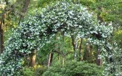 Confederate Jasmine Vine (Trachelospermum Jasminoides) - 6 Pack Of 1 Gallon Pots -SHRUBS and BUSHES Store Picture Jasmine Confederate On Arch
