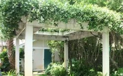 Confederate Jasmine Vine (Trachelospermum Jasminoides) - 6 Pack Of 1 Gallon Pots -SHRUBS and BUSHES Store Picture Jasmine Confederate Vine 2