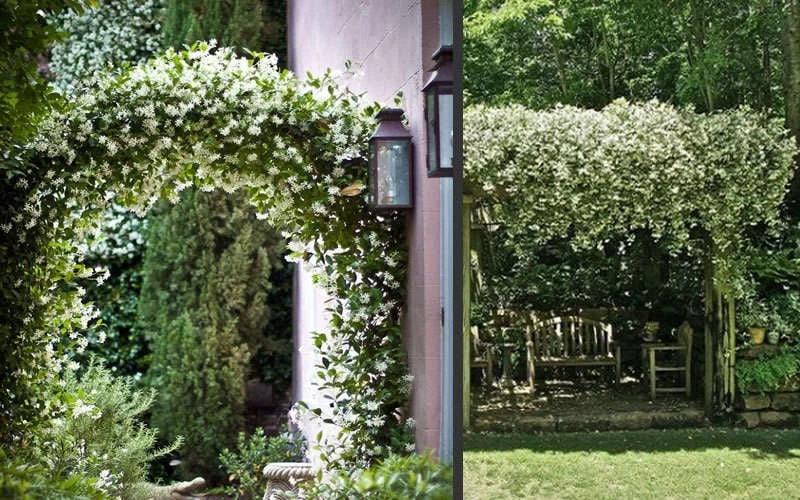 Madison Confederate Jasmine - 3 Gallon Pot 7 Madison Confederate Jasmine - 3 Gallon Pot - Image 5