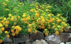 New Gold Hardy Lantana - 6 Pack Of 1 Gallon Pots 13 New Gold Hardy Lantana - 6 Pack Of 1 Gallon Pots -SHRUBS and BUSHES Store Picture Lantana Trailing New Gold 2