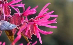 Purple Pixie Loropetalum - 3 Gallon Pot -SHRUBS and BUSHES Store Picture Loropetalum Purple Pixie Flower
