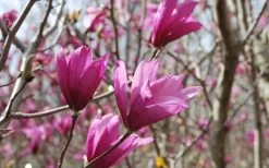 Ann Magnolia Tulip Tree - 5 Gallon Pot -SHRUBS and BUSHES Store Picture Magnolia Ann 1