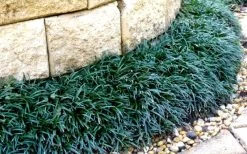 Dwarf Mondo Grass - 36 Pack Of 3.5" Pint Pots -SHRUBS and BUSHES Store Picture Mondo Grass Dwarf 4