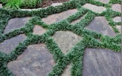 Dwarf Mondo Grass - 36 Pack Of 3.5" Pint Pots -SHRUBS and BUSHES Store Picture Mondo Grass Dwarf 6