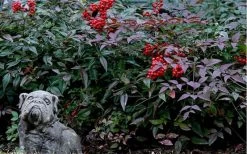 Harbor Belle Dwarf Nandina - 1 Gallon Pot 13 Harbor Belle Dwarf Nandina - 1 Gallon Pot -SHRUBS and BUSHES Store Picture Nandina Harbor Belle 1