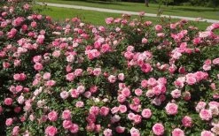 Sweet Drift Groundcover Rose - 2 Gallon Pot -SHRUBS and BUSHES Store Picture Rose Drift Sweet 1 1
