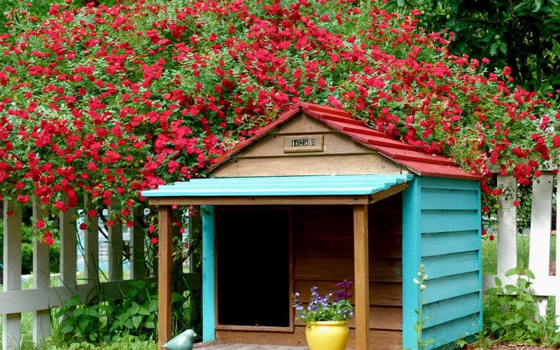 Red Cascade Miniature Climbing Rose - 6 Pack Of 1 Gallon Pots 6 Red Cascade Miniature Climbing Rose - 6 Pack Of 1 Gallon Pots - Image 4