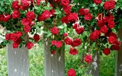 Red Cascade Miniature Climbing Rose - 6 Pack Of 1 Gallon Pots 15 Red Cascade Miniature Climbing Rose - 6 Pack Of 1 Gallon Pots -SHRUBS and BUSHES Store Picture Rose Red Cascade 11