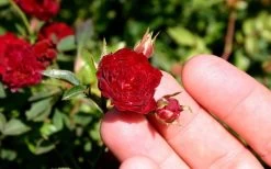 Red Cascade Miniature Climbing Rose - 6 Pack Of 1 Gallon Pots 16 Red Cascade Miniature Climbing Rose - 6 Pack Of 1 Gallon Pots -SHRUBS and BUSHES Store Picture Rose Red Cascade 5