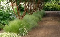 Pony Tails Mexican Feather Grass - Stipa Tennuissima - 1 Gallon Pot -SHRUBS and BUSHES Store Picture Stipa Tenuissima 10 1