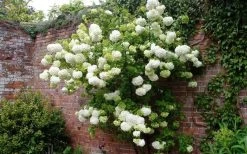Chinese Snowball Viburnum Bush - 3 Gallon Pot 15 Chinese Snowball Viburnum Bush - 3 Gallon Pot -SHRUBS and BUSHES Store Picture Viburnum Chinese Snowball Espalier