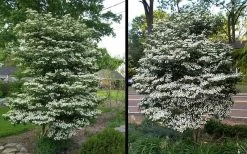 Summer Snowflake Viburnum - 1 Gallon Pot 15 Summer Snowflake Viburnum - 1 Gallon Pot -SHRUBS and BUSHES Store Picture Viburnum Summer Snowflake 2 2