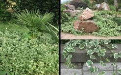 Variegated Bigleaf Periwinkle - Vinca Major 'Variegata' - 10 Pack Of Pint Pots -SHRUBS and BUSHES Store Picture Vinca Major Variegated 6