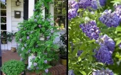 Amethyst Falls Wisteria Vine - 3 Gallon Pot 16 Amethyst Falls Wisteria Vine - 3 Gallon Pot -SHRUBS and BUSHES Store Picture Wisteria Amethyst Falls 2 1