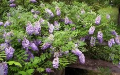 Amethyst Falls Wisteria Vine - 2 Gallon Pot 17 Amethyst Falls Wisteria Vine - 2 Gallon Pot -SHRUBS and BUSHES Store Picture Wisteria Amethyst Falls 5