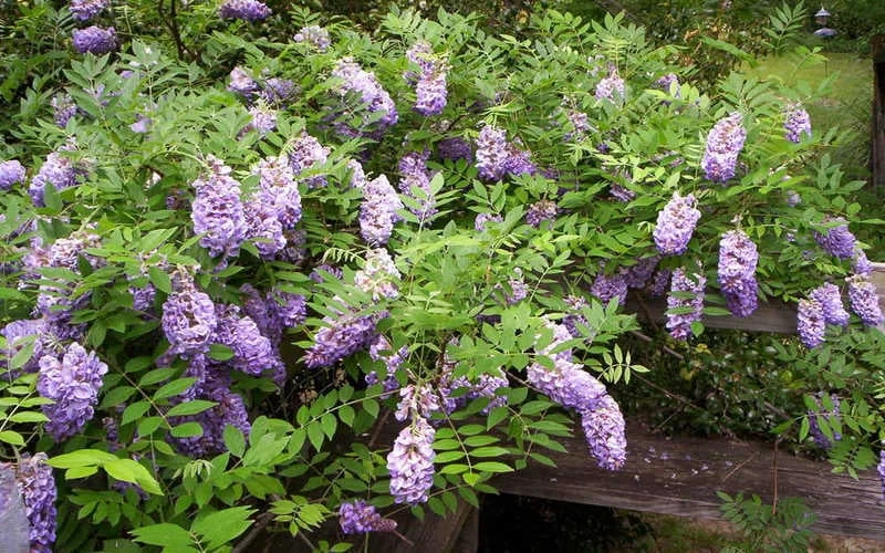 Amethyst Falls Wisteria Vine - 2 Gallon Pot 9 Amethyst Falls Wisteria Vine - 2 Gallon Pot - Image 7