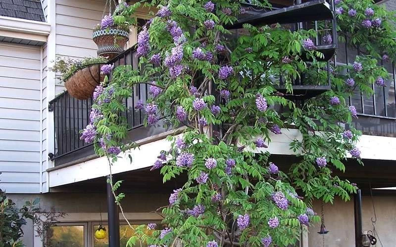 Amethyst Falls Wisteria Vine - 3 Gallon Pot 10 Amethyst Falls Wisteria Vine - 3 Gallon Pot - Image 8