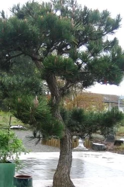 Japanese Black Pine - Pinus Thunbergii - 3 Gallon Pot 18 Japanese Black Pine - Pinus Thunbergii - 3 Gallon Pot -SHRUBS and BUSHES Store Pine Japanese Black 11