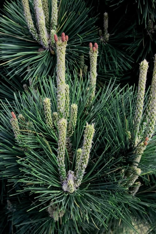 Japanese Black Pine - Pinus Thunbergii - 3 Gallon Pot 11 Japanese Black Pine - Pinus Thunbergii - 3 Gallon Pot - Image 9