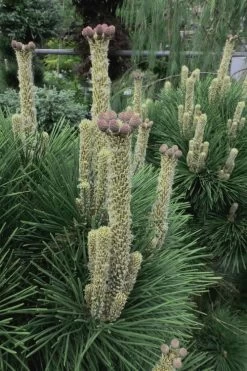 Japanese Black Pine - Pinus Thunbergii - 3 Gallon Pot