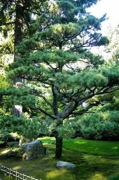 Japanese Black Pine - Pinus Thunbergii - 3 Gallon Pot 15 Japanese Black Pine - Pinus Thunbergii - 3 Gallon Pot -SHRUBS and BUSHES Store Pine Japanese Black 5