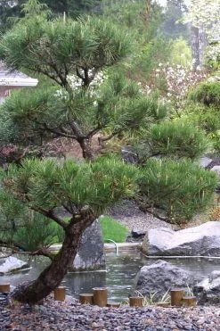 Japanese Black Pine - Pinus Thunbergii - 3 Gallon Pot 14 Japanese Black Pine - Pinus Thunbergii - 3 Gallon Pot -SHRUBS and BUSHES Store Pine Japanese Black 7