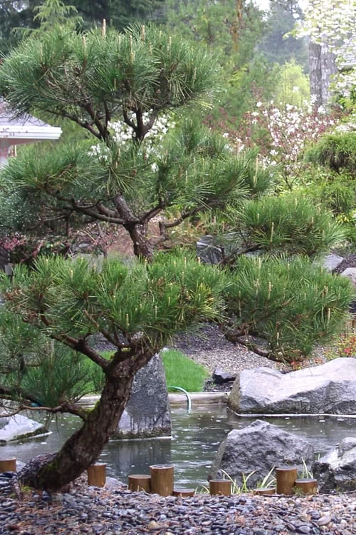 Japanese Black Pine - Pinus Thunbergii - 3 Gallon Pot 6 Japanese Black Pine - Pinus Thunbergii - 3 Gallon Pot - Image 4