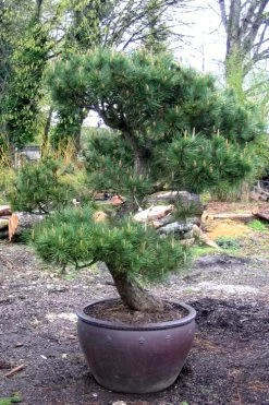 Japanese Black Pine - Pinus Thunbergii - 3 Gallon Pot 17 Japanese Black Pine - Pinus Thunbergii - 3 Gallon Pot -SHRUBS and BUSHES Store Pine Japanese Black In Pot 1
